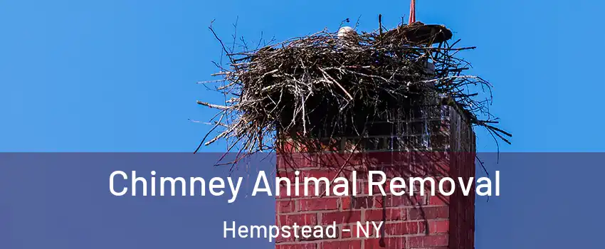  Chimney Animal Removal Hempstead - NY