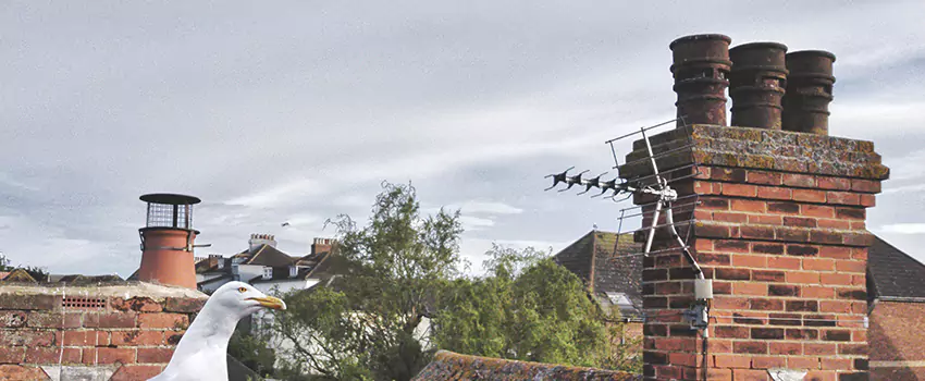 Chimney Cleaning And Restoration in Hempstead, New York
